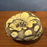 王穎芝
